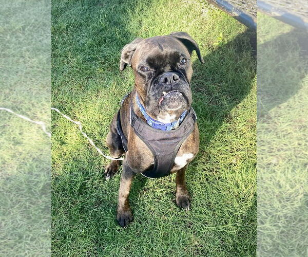 Medium Photo #2 Boxer Puppy For Sale in Dumont, NJ, USA
