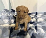 Small #1 Golden Labrador