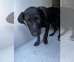 Small Labrador Retriever