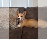 Small Photo #69 Pembroke Welsh Corgi Puppy For Sale in SHILOH, OH, USA