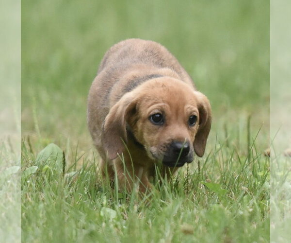 Medium Photo #14 Retriever -Unknown Mix Puppy For Sale in Mechanicsburg, PA, USA