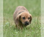 Small #13 Retriever  Mix