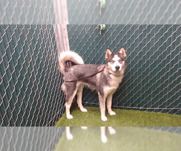 Medium Photo #1 Siberian Husky Puppy For Sale in Downey, CA, USA