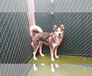 Siberian Husky Dogs for adoption in Downey, CA, USA