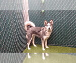 Small Siberian Husky