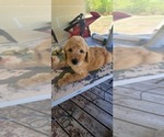 Small Photo #3 Double Doodle Puppy For Sale in WEST, TX, USA