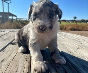 Aussiedoodle Miniature  Puppy for sale in VERNAL, UT, USA