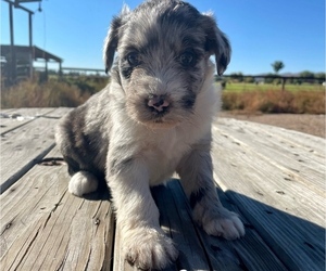 Medium Aussiedoodle Miniature 