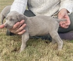 Small Photo #2 Weimaraner Puppy For Sale in CORNELIUS, OR, USA