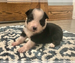 Australian Shepherd Puppy for sale in LODA, IL, USA