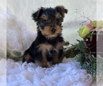 DR pepper - Male Yorkshire Terrier Puppy for Sale - Photo #7