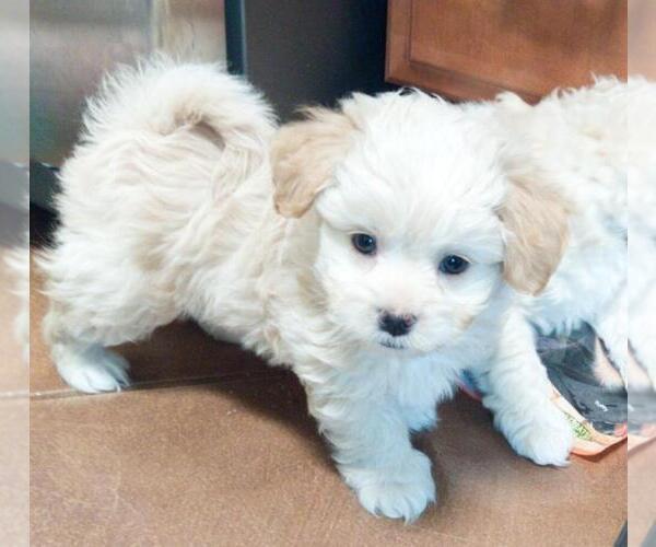 Medium Photo #1 Maltipoo Puppy For Sale in TUCSON, AZ, USA