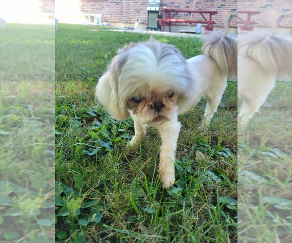 Medium Photo #2 Shih Tzu Puppy For Sale in Aurora, IN, USA
