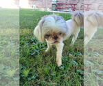 Small #1 Shih Tzu
