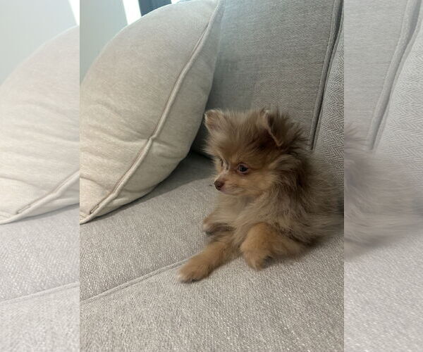 Medium Photo #3 Pomeranian Puppy For Sale in Miami, FL, USA