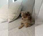 Small #2 Pomeranian