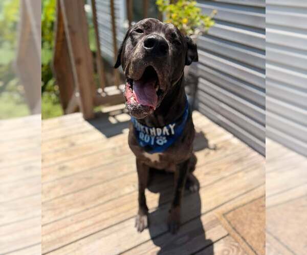 Medium Photo #1 Great Dane Puppy For Sale in Holly Springs, NC, USA