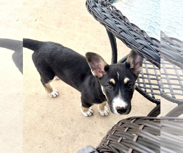 Medium Photo #4 Mutt Puppy For Sale in Sandy, UT, USA