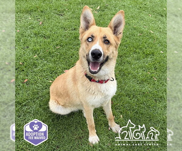 Medium Photo #2 German Shepherd Dog-Unknown Mix Puppy For Sale in Irvine, CA, USA