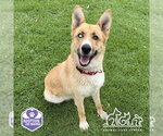 Small #1 German Shepherd Dog Mix