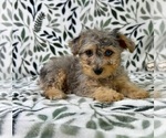 Small #4 YorkiePoo