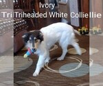 Small Photo #9 Collie Puppy For Sale in KINROSS, IA, USA