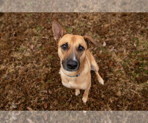 Mutt Dogs for adoption in Cary, NC, USA