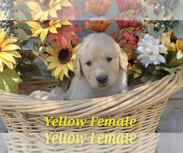 Medium Photo #1 Golden Retriever Puppy For Sale in CRAWFORDVILLE, FL, USA