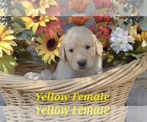Medium Golden Retriever