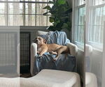Small #12 American Pit Bull Terrier-Labrador Retriever Mix