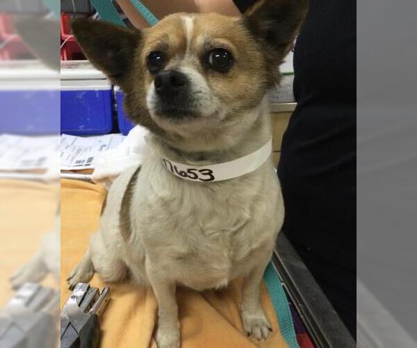 Medium Photo #1 Chihuahua-Unknown Mix Puppy For Sale in Riverside, CA, USA