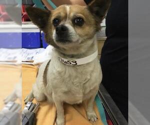 Chihuahua-Unknown Mix Dogs for adoption in Riverside, CA, USA