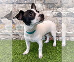 Small #1 Chihuahua Mix