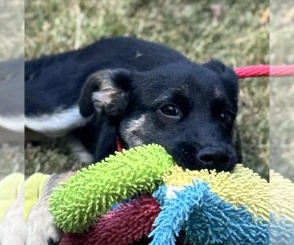 Medium Photo #2 German Shepherd Dog-Unknown Mix Puppy For Sale in Yardley, PA, USA