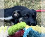 Small #1 German Shepherd Dog Mix