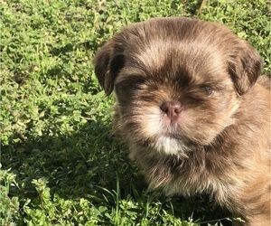 Shih Tzu Puppy for sale in MILTON, FL, USA