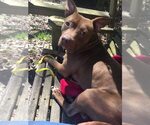 Small #1 American Pit Bull Terrier Mix