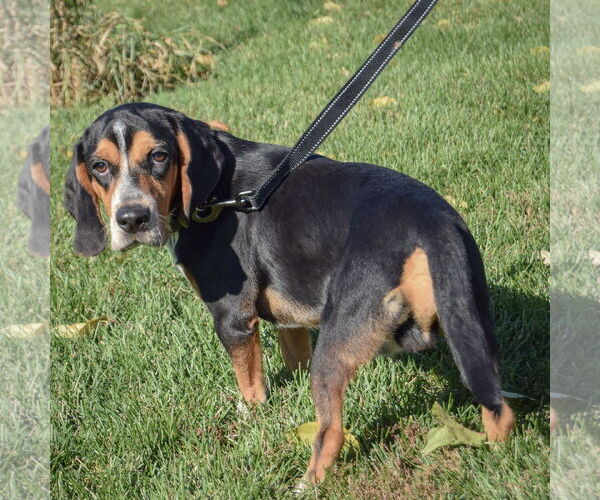 Medium Photo #4 Bagle Hound Puppy For Sale in Huntley, IL, USA