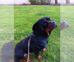 Small Photo #5 Rottweiler Puppy For Sale in Tustin, CA, USA