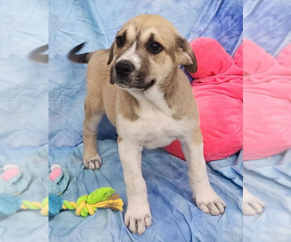 Medium Photo #1 Labsky Puppy For Sale in Wetumpka, AL, USA