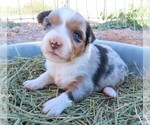 Puppy BMF 3 Miniature Australian Shepherd