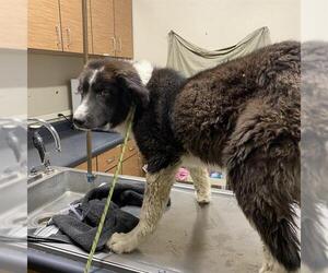 Border Collie Dogs for adoption in Modesto, CA, USA