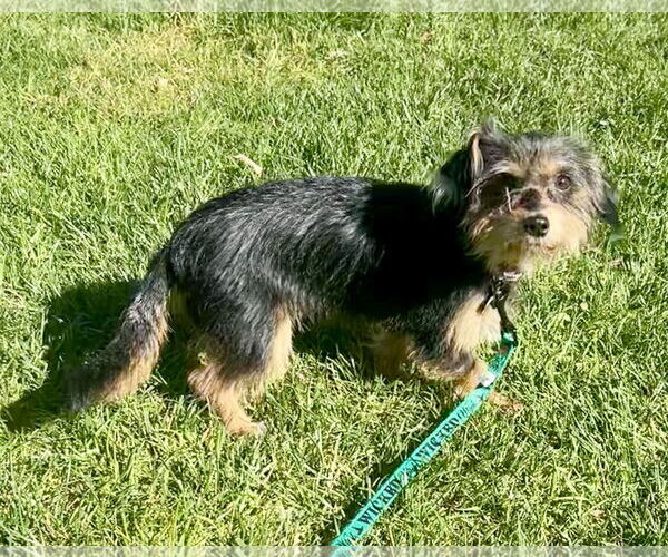 Medium Photo #4 Mutt Puppy For Sale in Corona, CA, USA