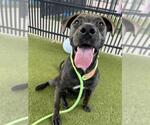 Small #1 American Pit Bull Terrier Mix
