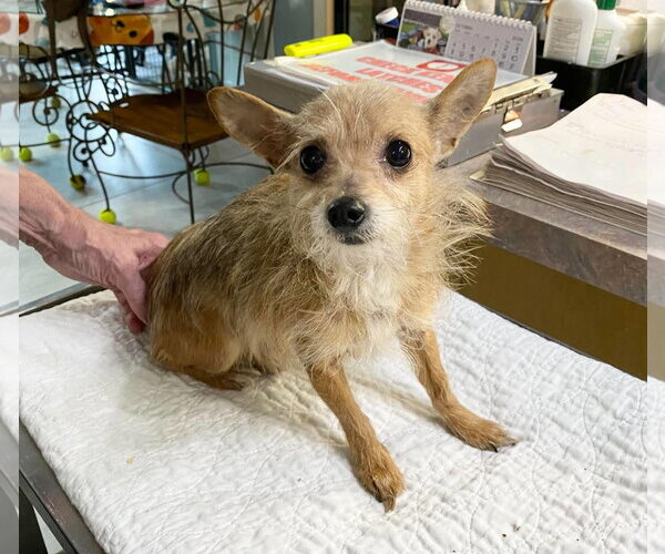 Medium Photo #1 Chihuahua-Unknown Mix Puppy For Sale in Benton, LA, USA