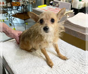 Chihuahua-Unknown Mix Dogs for adoption in Benton, LA, USA