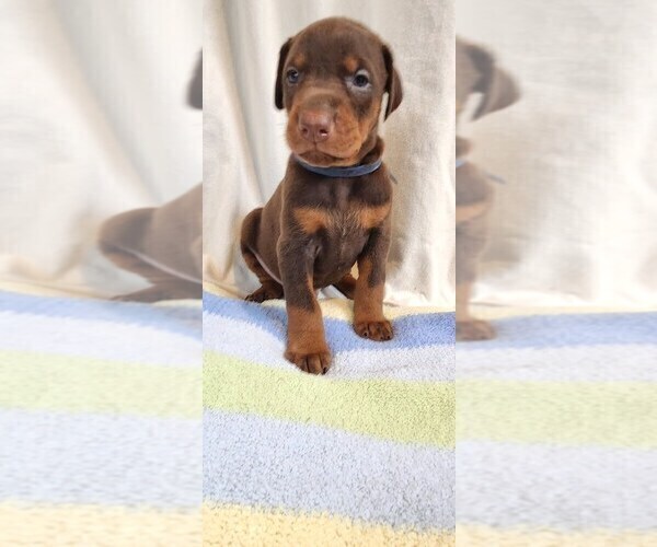 Medium Photo #10 Doberman Pinscher Puppy For Sale in RIVERSIDE, CA, USA
