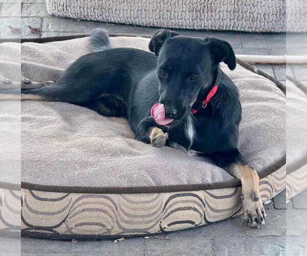 Medium Photo #2 Labrador Retriever-Unknown Mix Puppy For Sale in Escondido, CA, USA