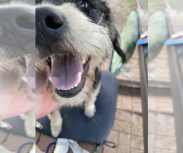 Medium Photo #3 Mutt Puppy For Sale in Kankakee, IL, USA