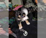 Small Photo #4 Australian Shepherd Puppy For Sale in ANDERSON, IN, USA